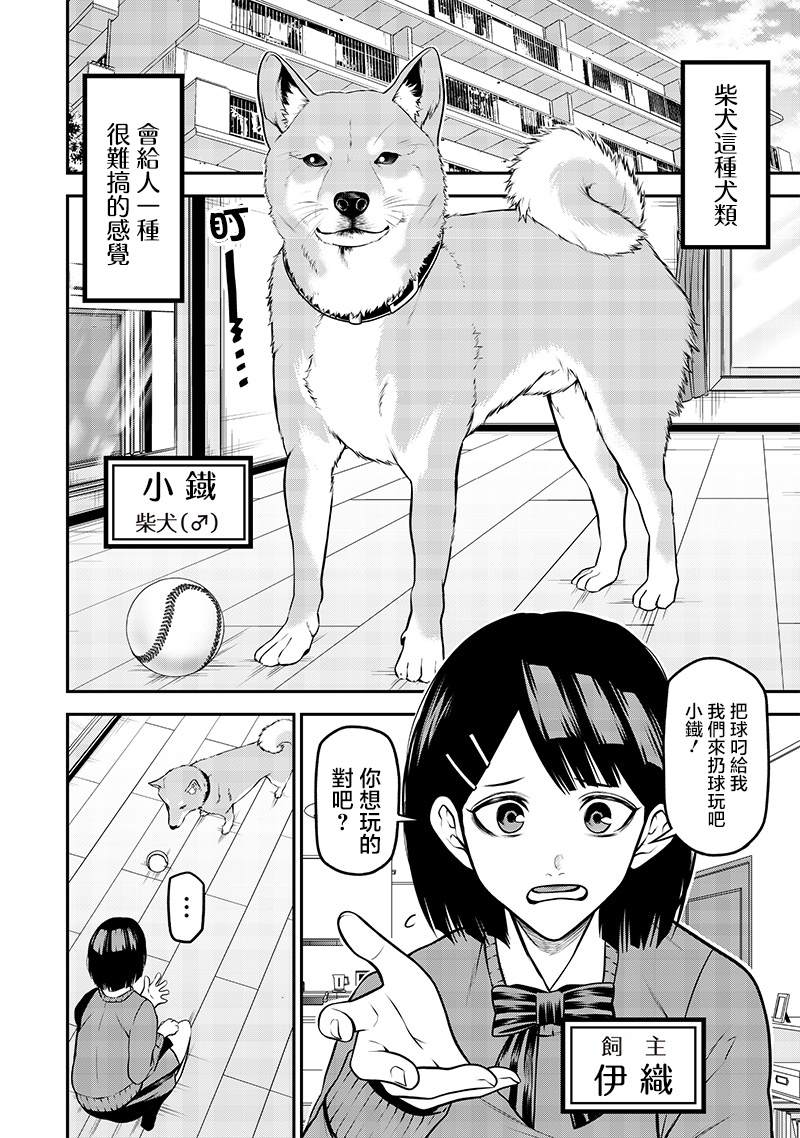 柴犬篇2