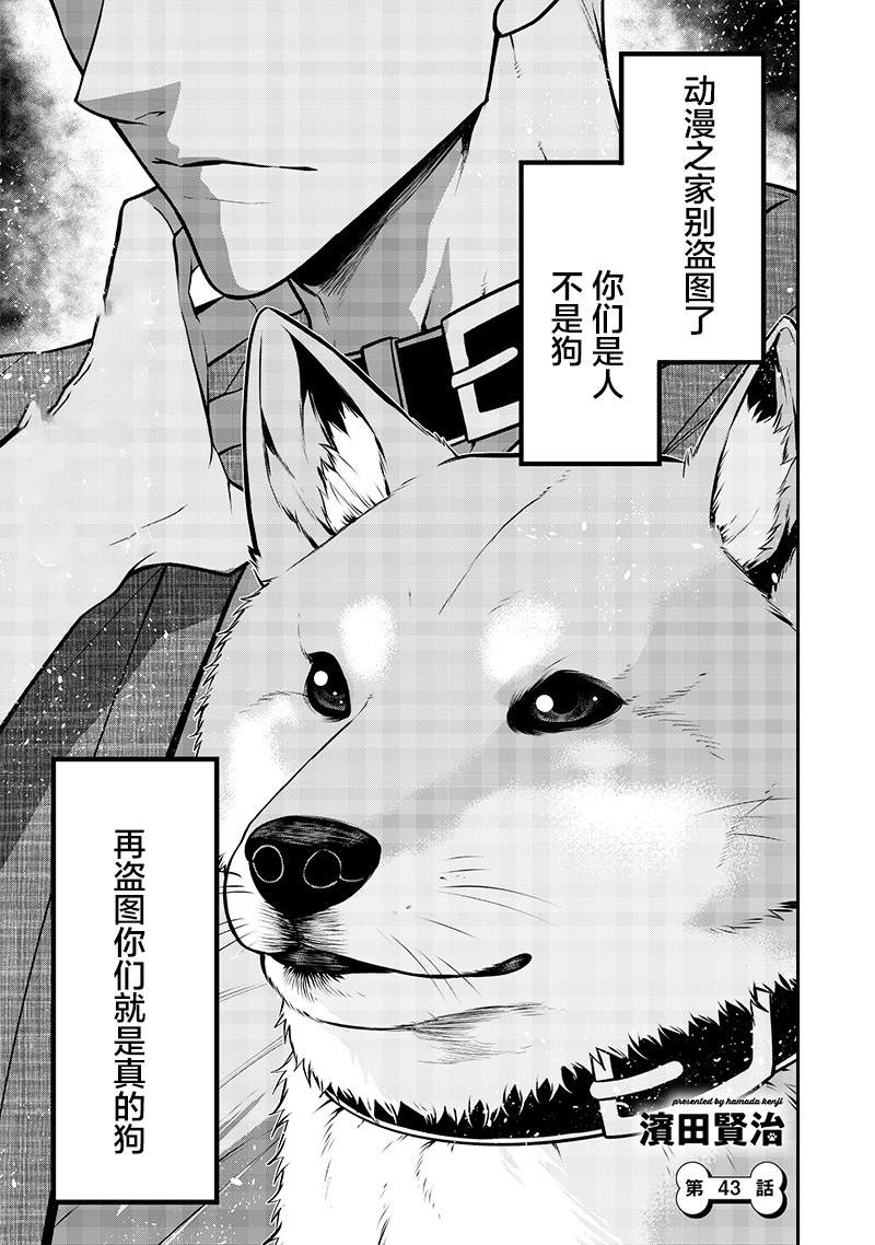 柴犬篇13