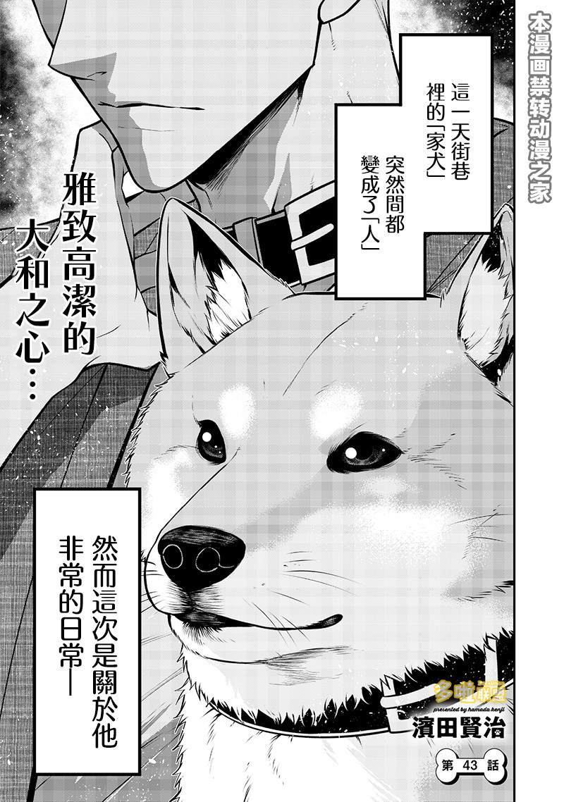 柴犬篇1